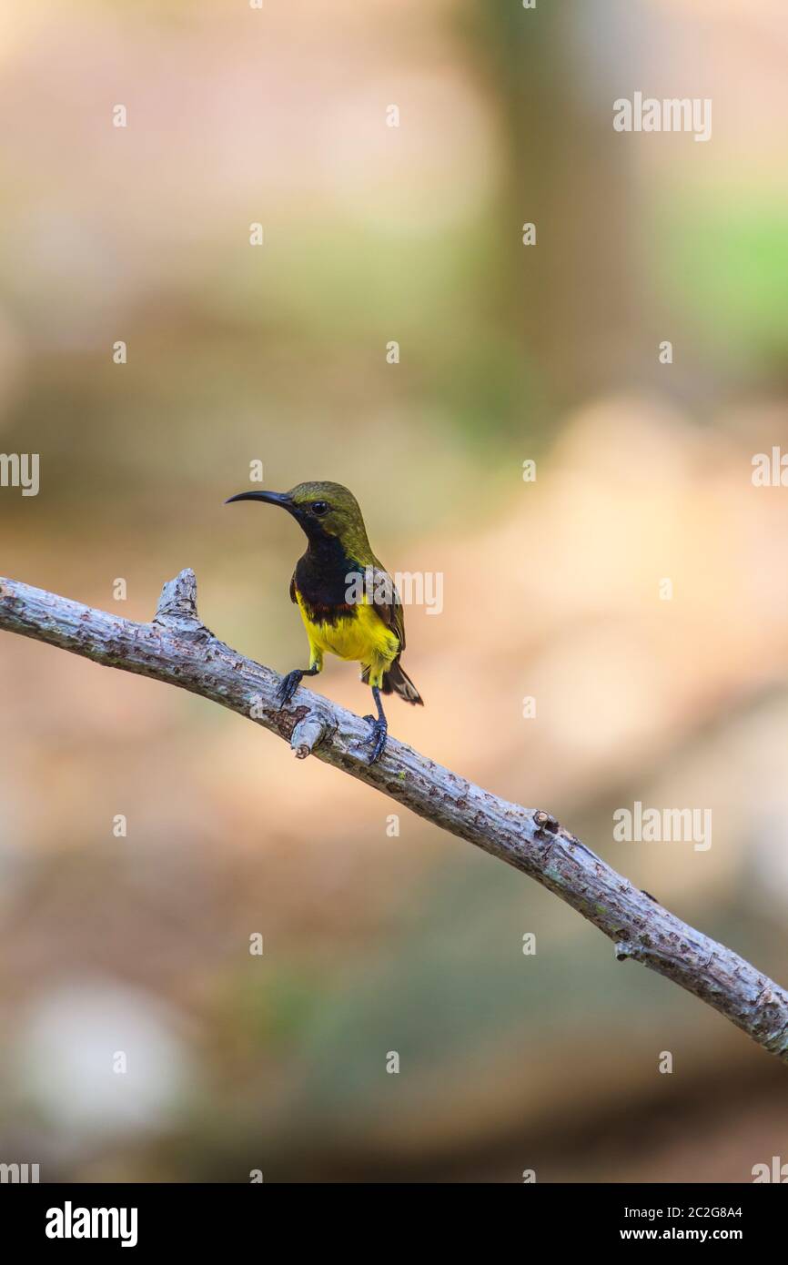 Olive-backed Sunbird, Bauche Sunbird auf einem Baum Stockfoto