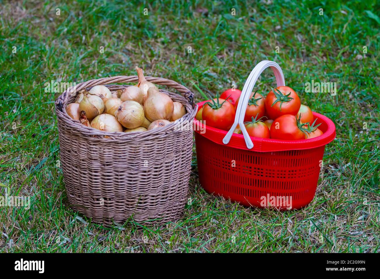 Tomaten und Zwiebeln ernten in Körben. Stockfoto
