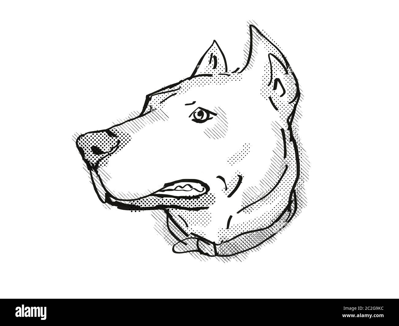 Retro Cartoon Stil Zeichnung der Kopf eines Dogo Argentino, manchmal auch der Argentinische Dogge oder der Argentinischen Dogo, eine inländische Hunderasse auf Isola Stockfoto