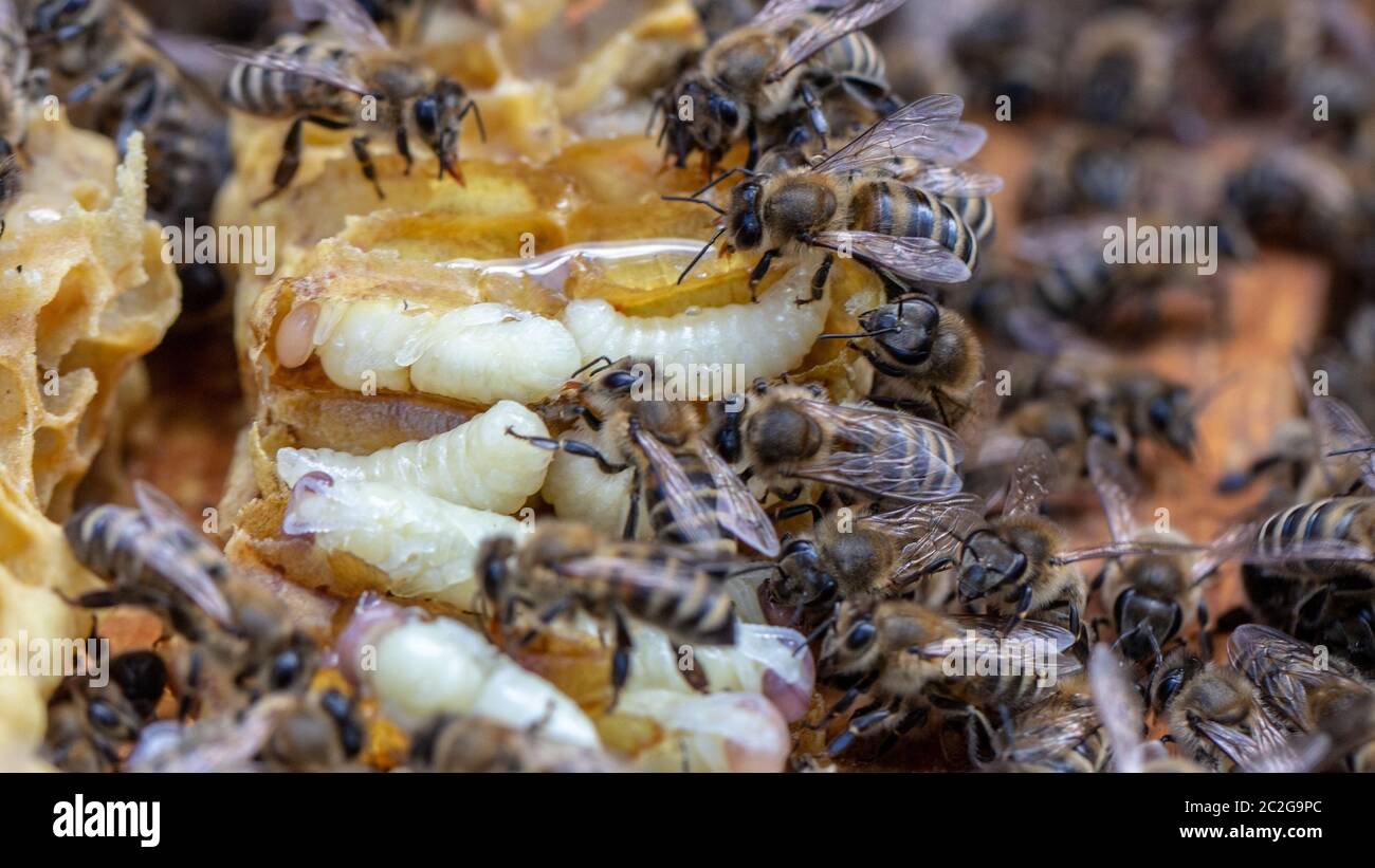 Larve Honigbiene und Bienen im Bienenstock. Stockfoto