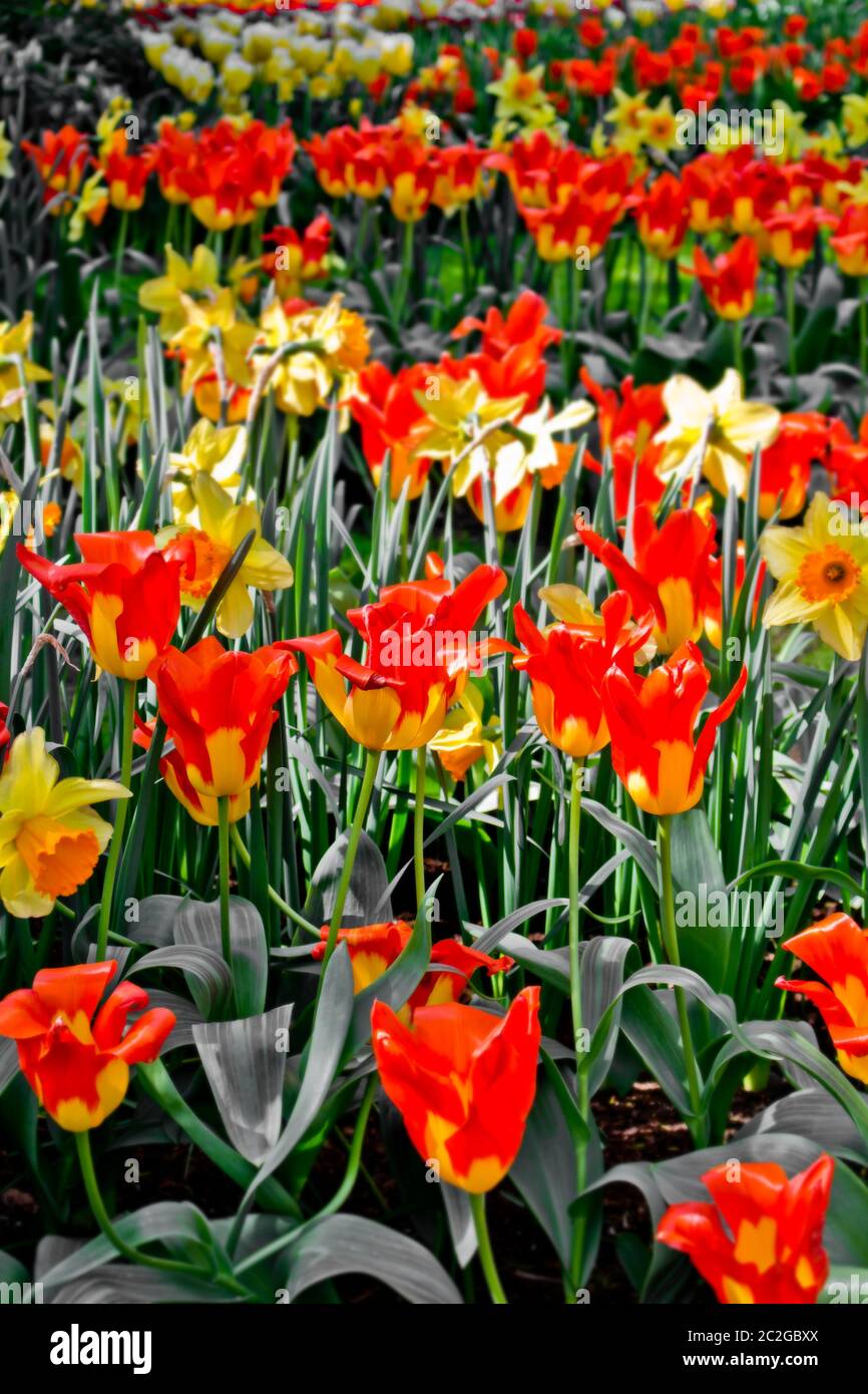 Viele Tulpen und Narzissen in Holland, Niederlande Stockfoto