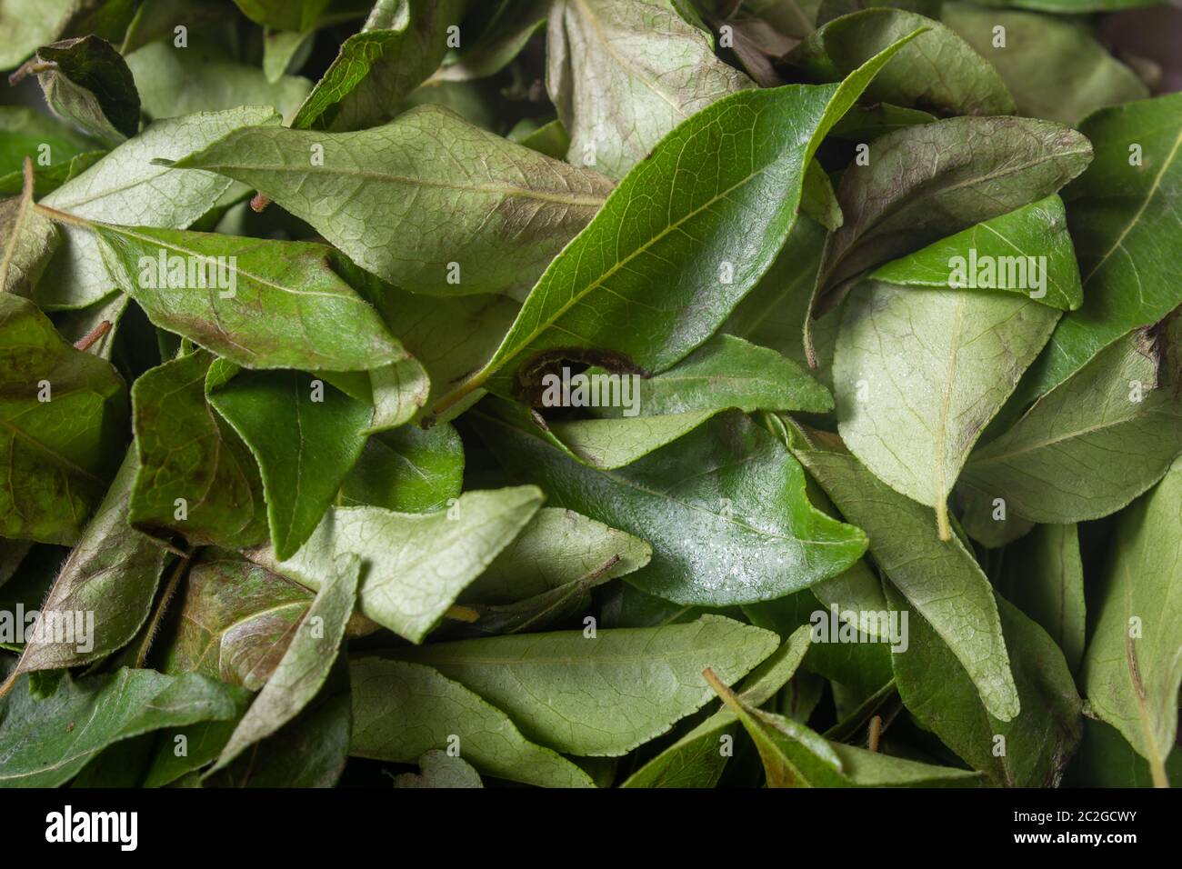 Blick auf trockene Curryblätter, die eine gemeinsame Zutat in der indischen Küche ist. Stockfoto