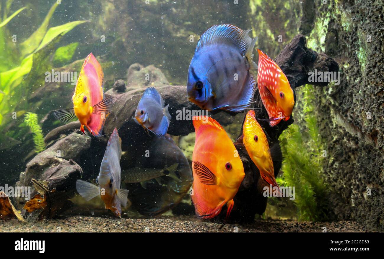 Bunte Diskusfische, Buntbarsche im Aquarium Stockfoto