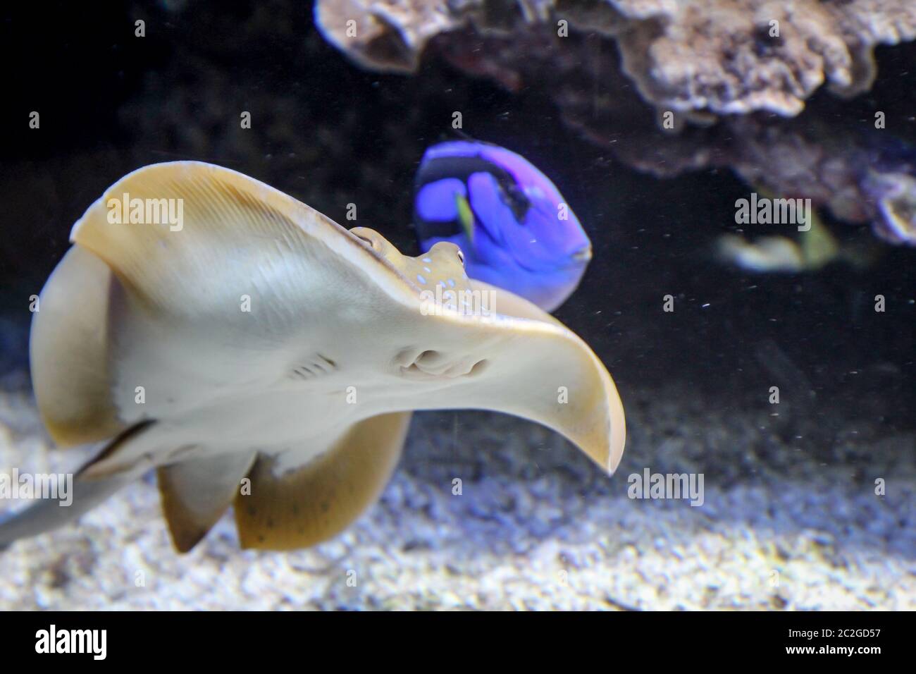 Ein Strahl im Riff Stockfoto