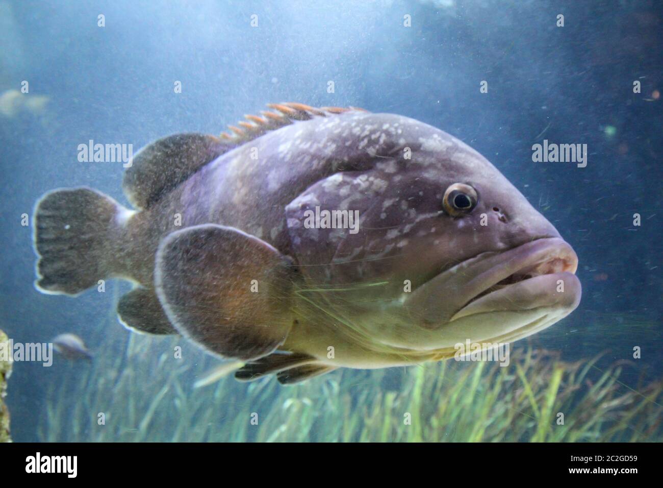 Ein großer Fisch im Riff Stockfoto