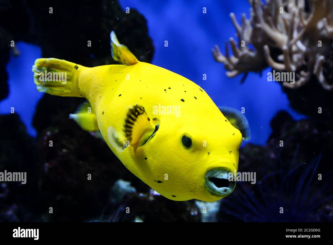 Ein gelber Puffer-Fisch im Meer Stockfoto