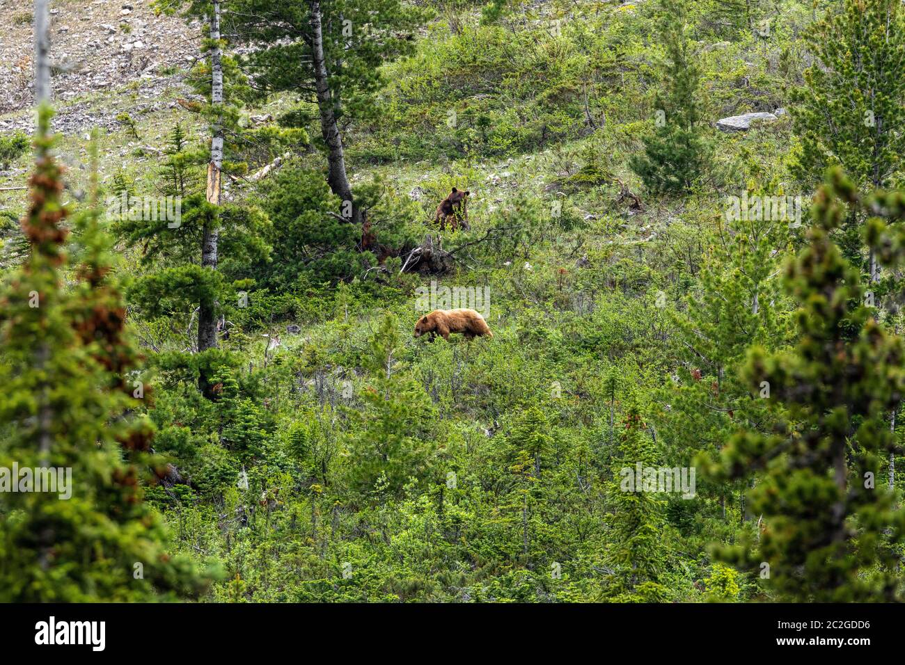 Brown Bear und Grizzly Bear auf Meadows Stockfoto