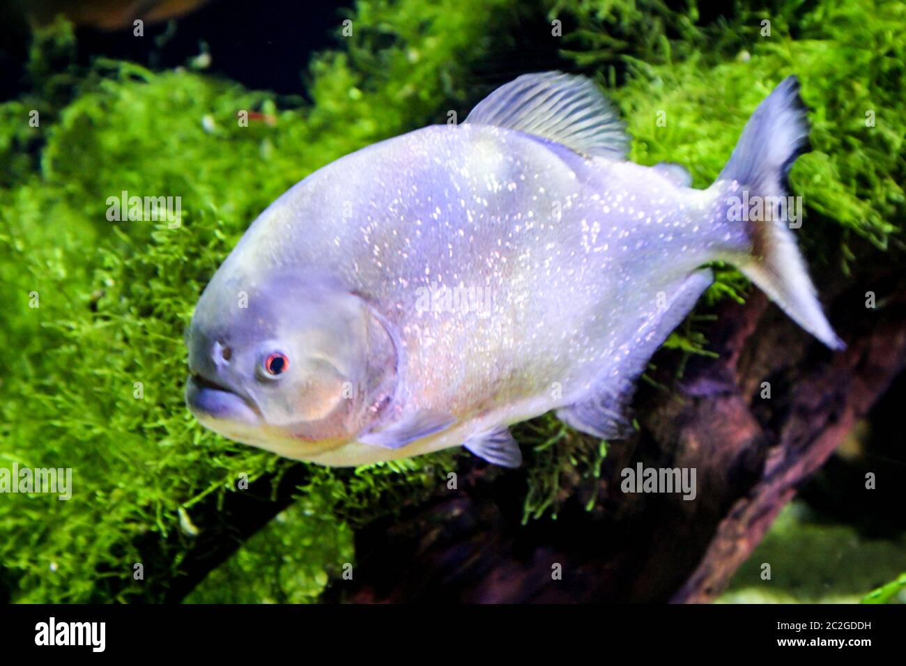 Ein Piranha im Fluss Stockfoto