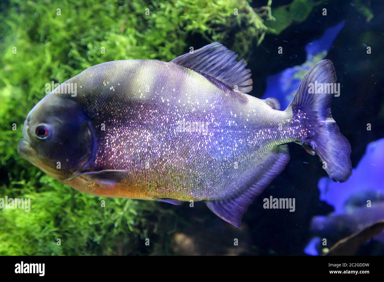 Ein Piranha im Fluss Stockfoto