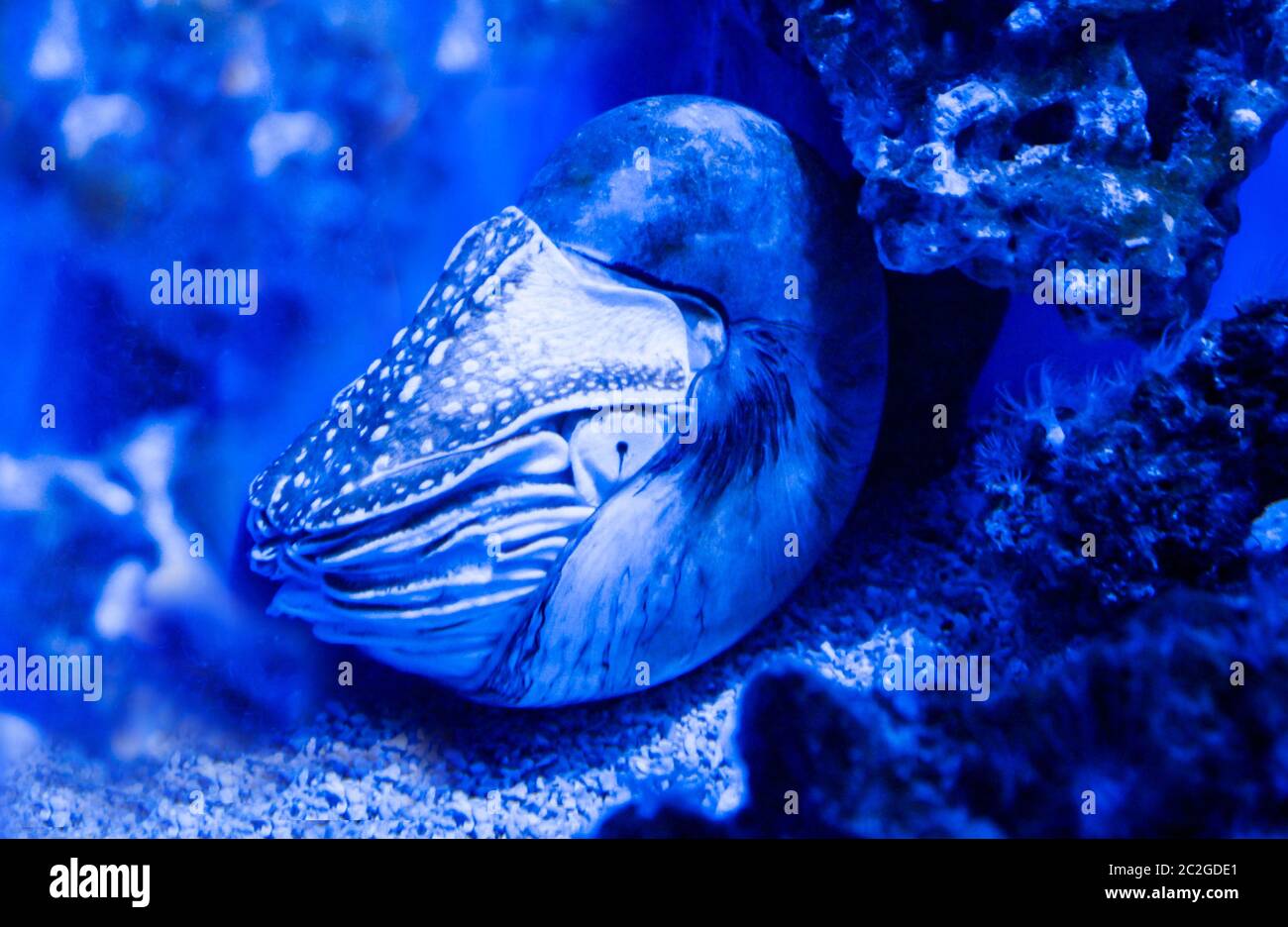 Ein unberührter Fisch Stockfoto
