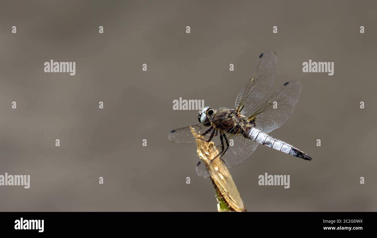 Libellula depressa Broad-bodied Chaser EINE schöne graue Libelle sitzt auf Ein gebrochener Ast über dem Wasser Stockfoto