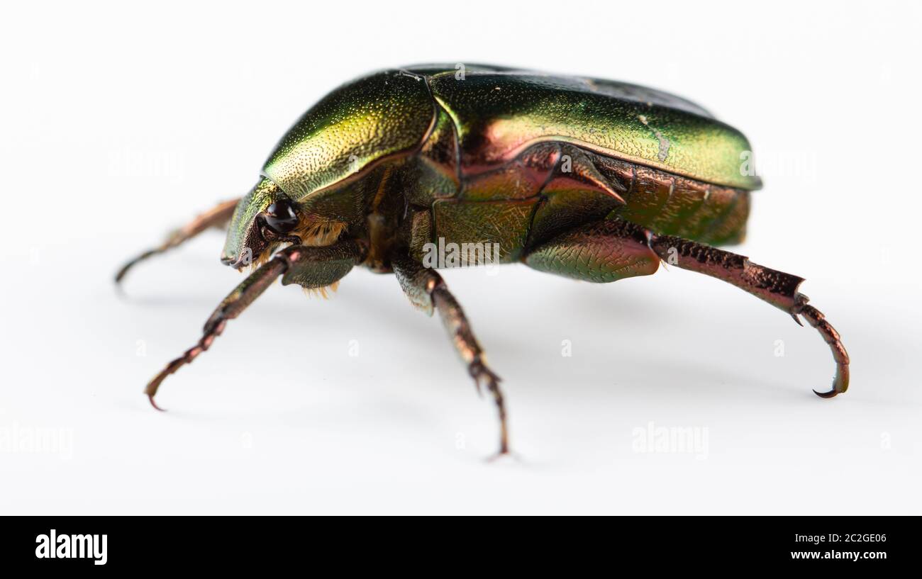 Rosenchafer Cetonia aurata auf weißem Hintergrund Stockfoto