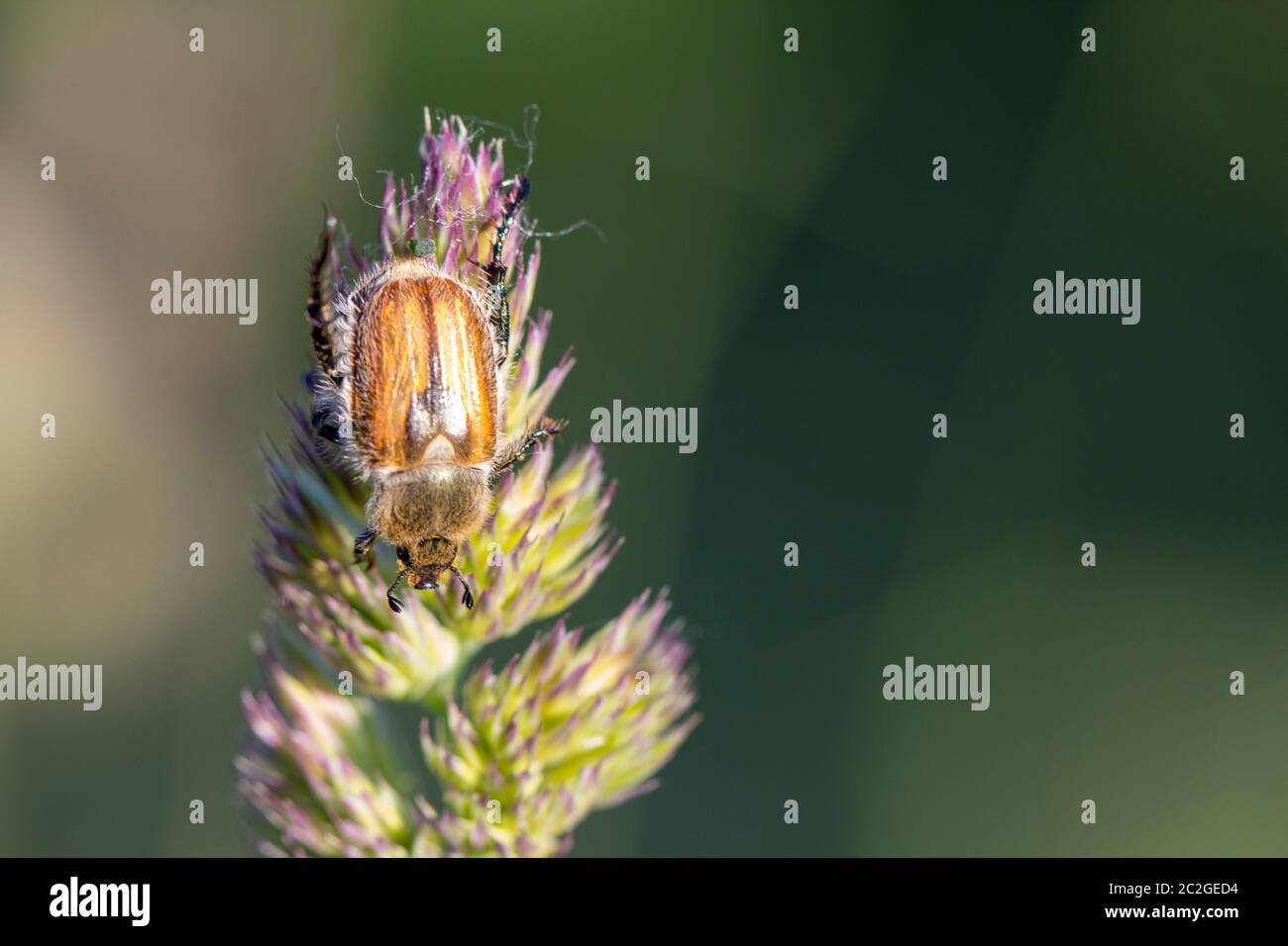 Japanischer Käfer auf Gras. Schädlingsbekämpfung in der Landwirtschaft. Stockfoto
