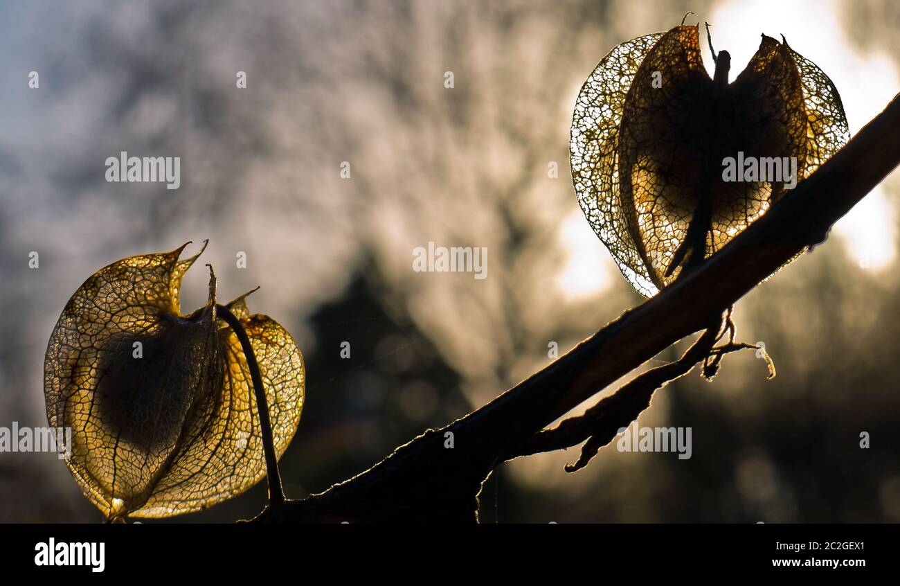 Blume, blüht, im Sonnenschein des Winters. Stockfoto