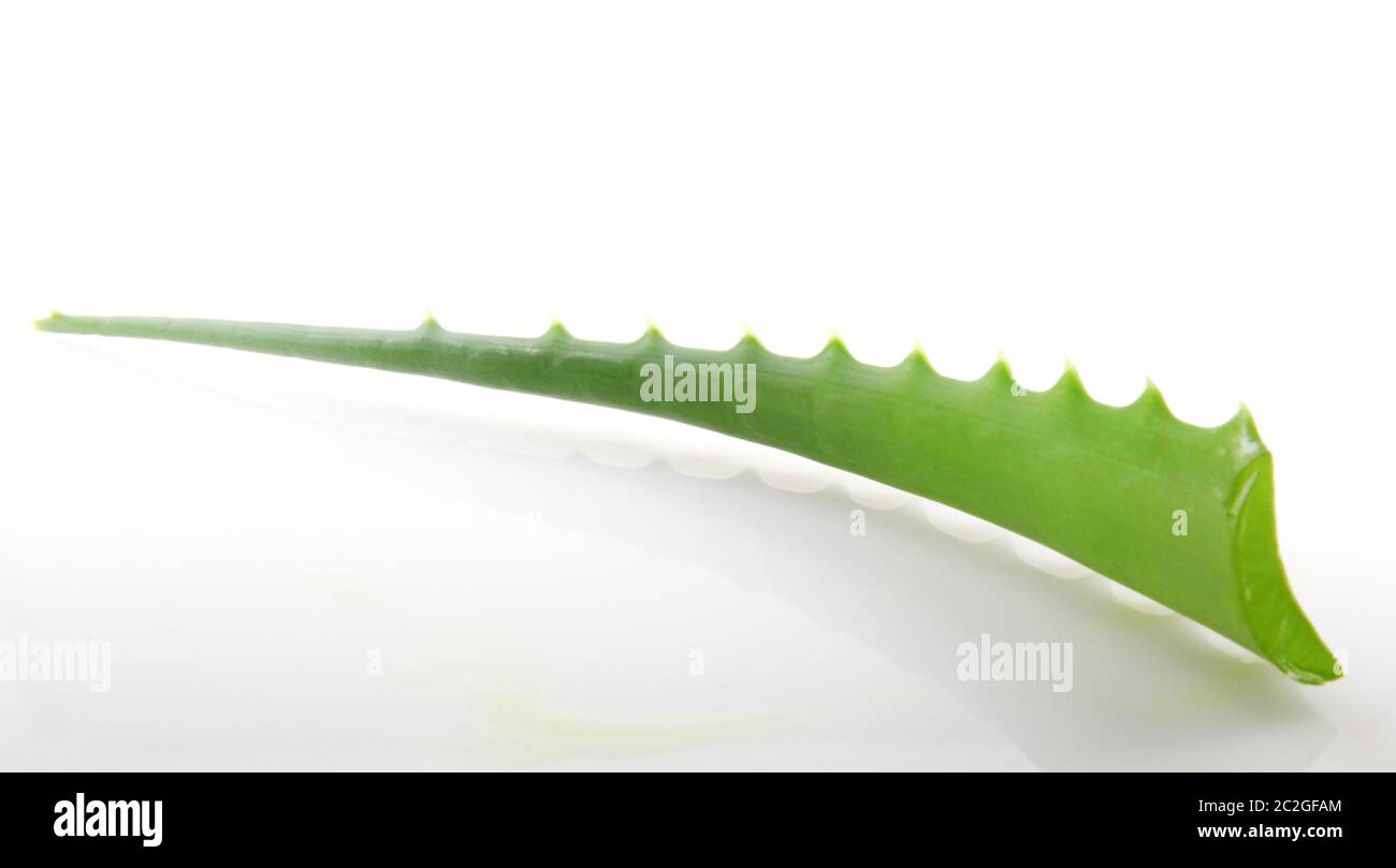 Aloe Vera auf weißem Hintergrund. Stockfoto