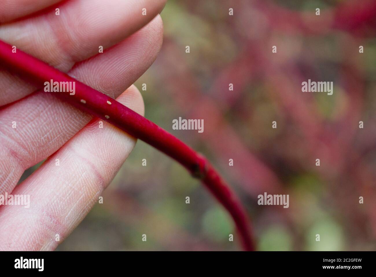 Roter Dogwood-Baum. Zweig in einer Hand dargestellt. Stockfoto