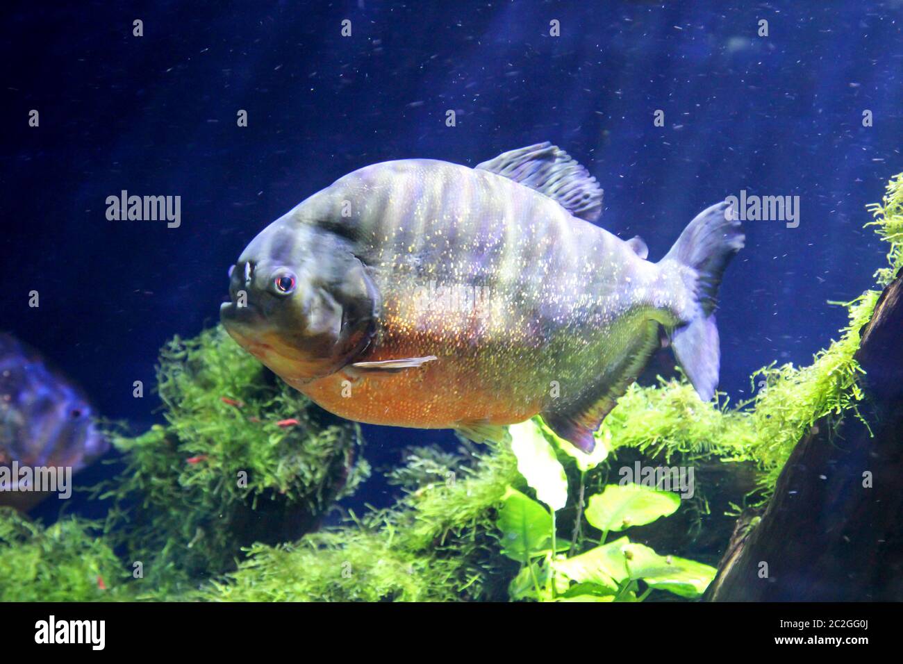 Ein Piranha im Fluss Stockfoto