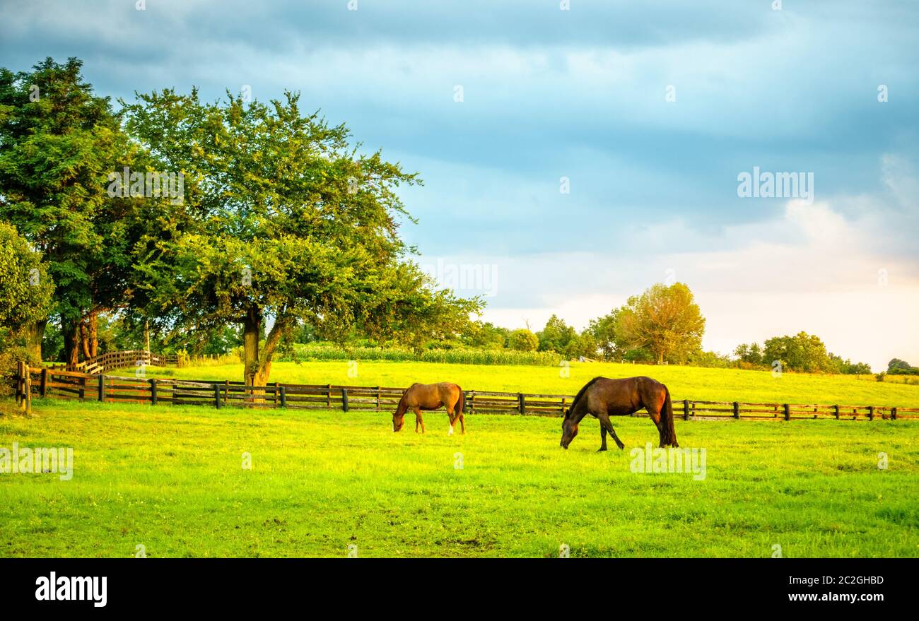 Pferde auf einer Farm in Kentucky Stockfoto