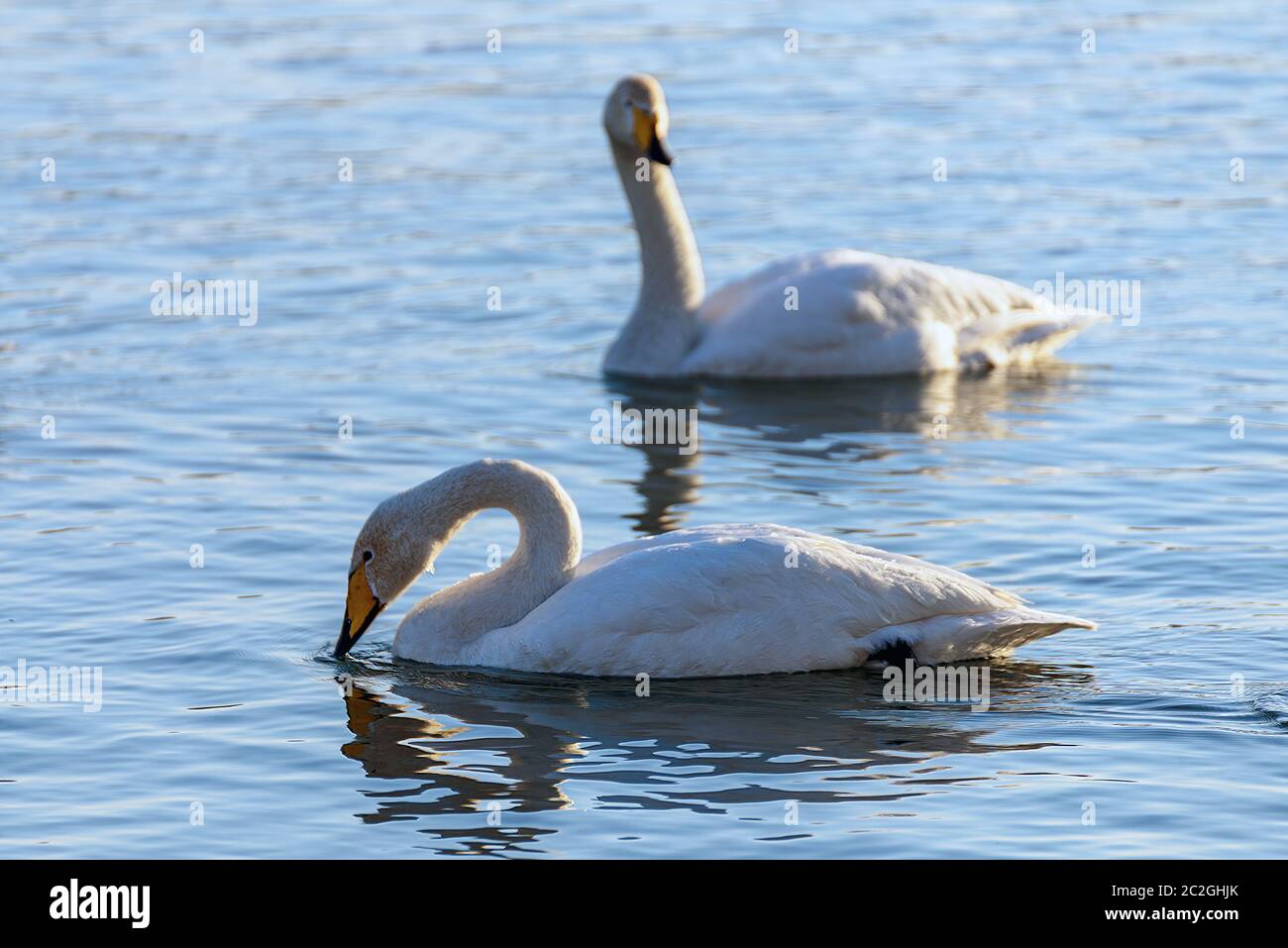 Weiße Schwäne im Winter an einem nicht-eisigen Fluss an einem sonnigen Tag Stockfoto