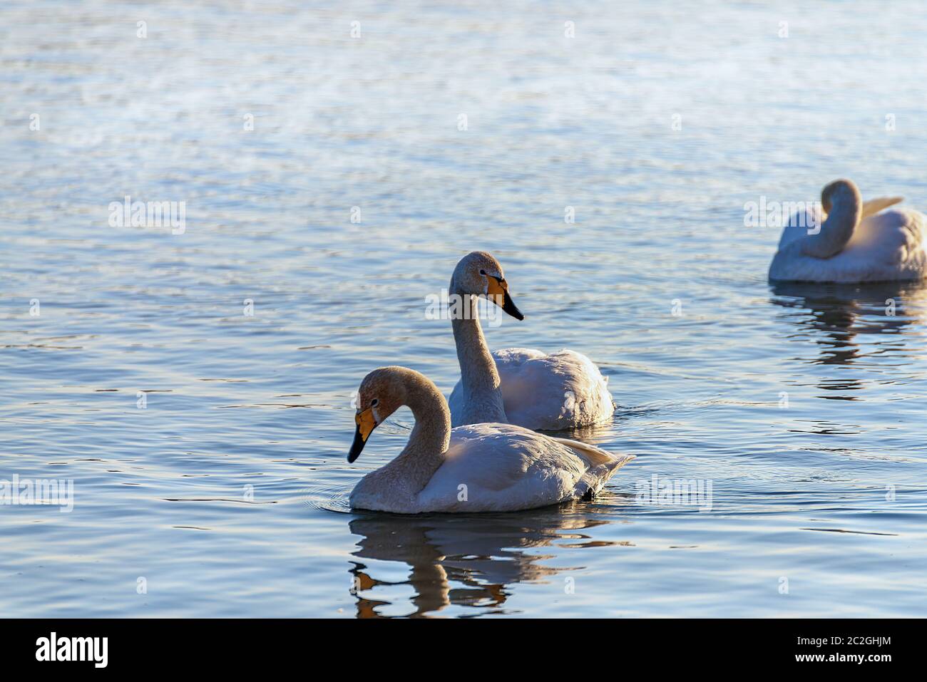 Weiße Schwäne im Winter an einem nicht-eisigen Fluss an einem sonnigen Tag Stockfoto