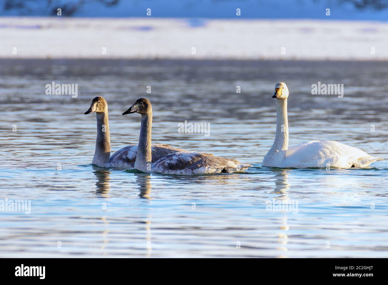 Weiße Schwäne im Winter an einem nicht-eisigen Fluss an einem sonnigen Tag Stockfoto