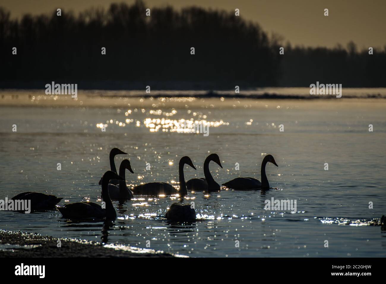 Weiße Schwäne im Winter an einem nicht-eisigen Fluss an einem sonnigen Tag Stockfoto