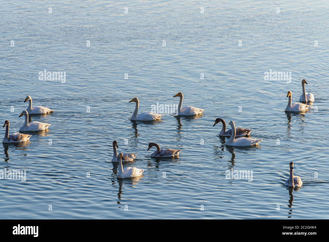 Weiße Schwäne im Winter an einem nicht-eisigen Fluss an einem sonnigen Tag Stockfoto