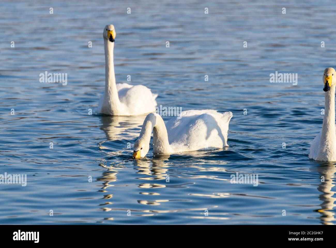 Weiße Schwäne im Winter an einem nicht-eisigen Fluss an einem sonnigen Tag Stockfoto