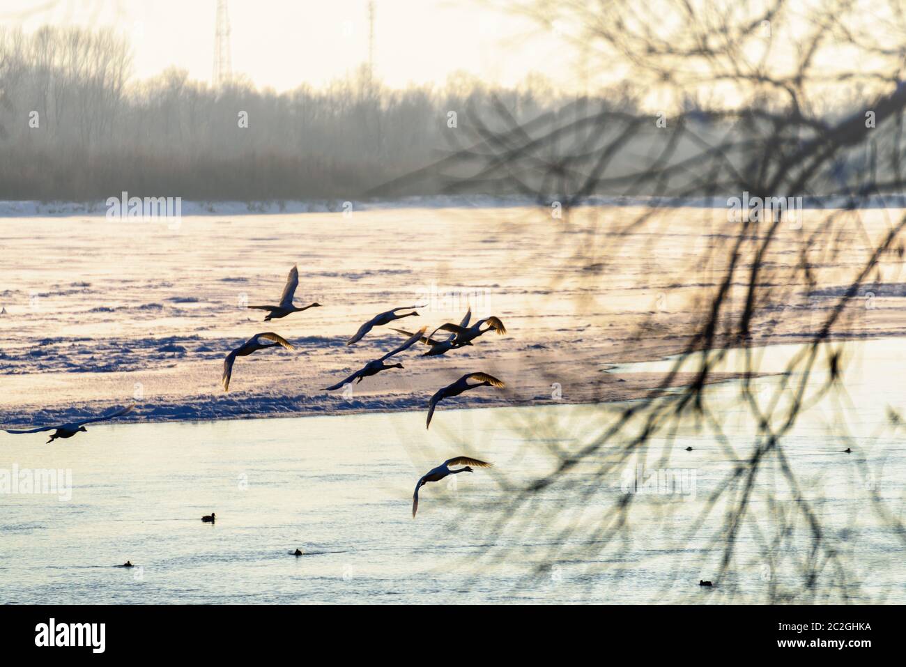 Weiße Schwäne im Winter an einem nicht-eisigen Fluss an einem sonnigen Tag Stockfoto