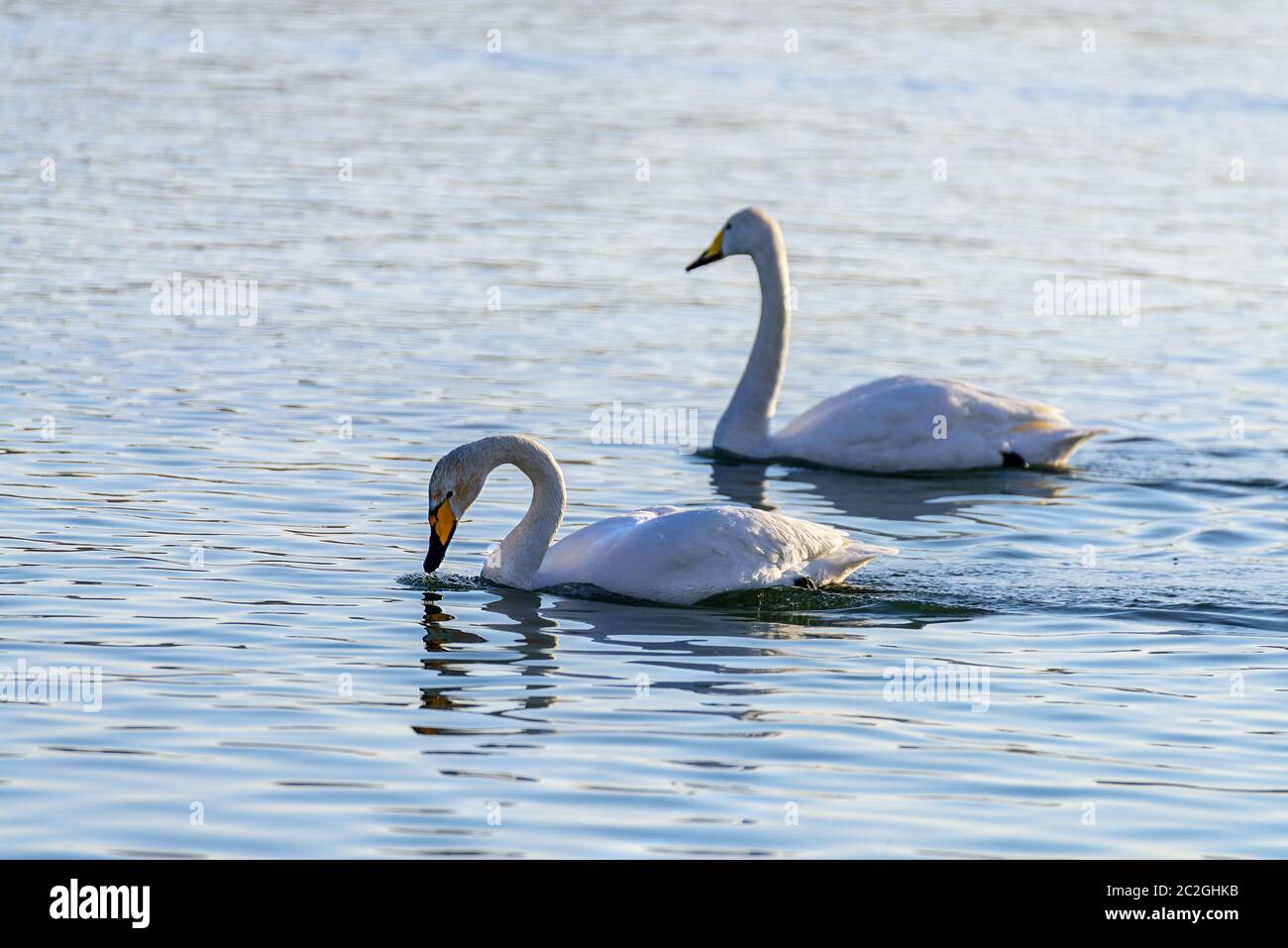 Weiße Schwäne im Winter an einem nicht-eisigen Fluss an einem sonnigen Tag Stockfoto