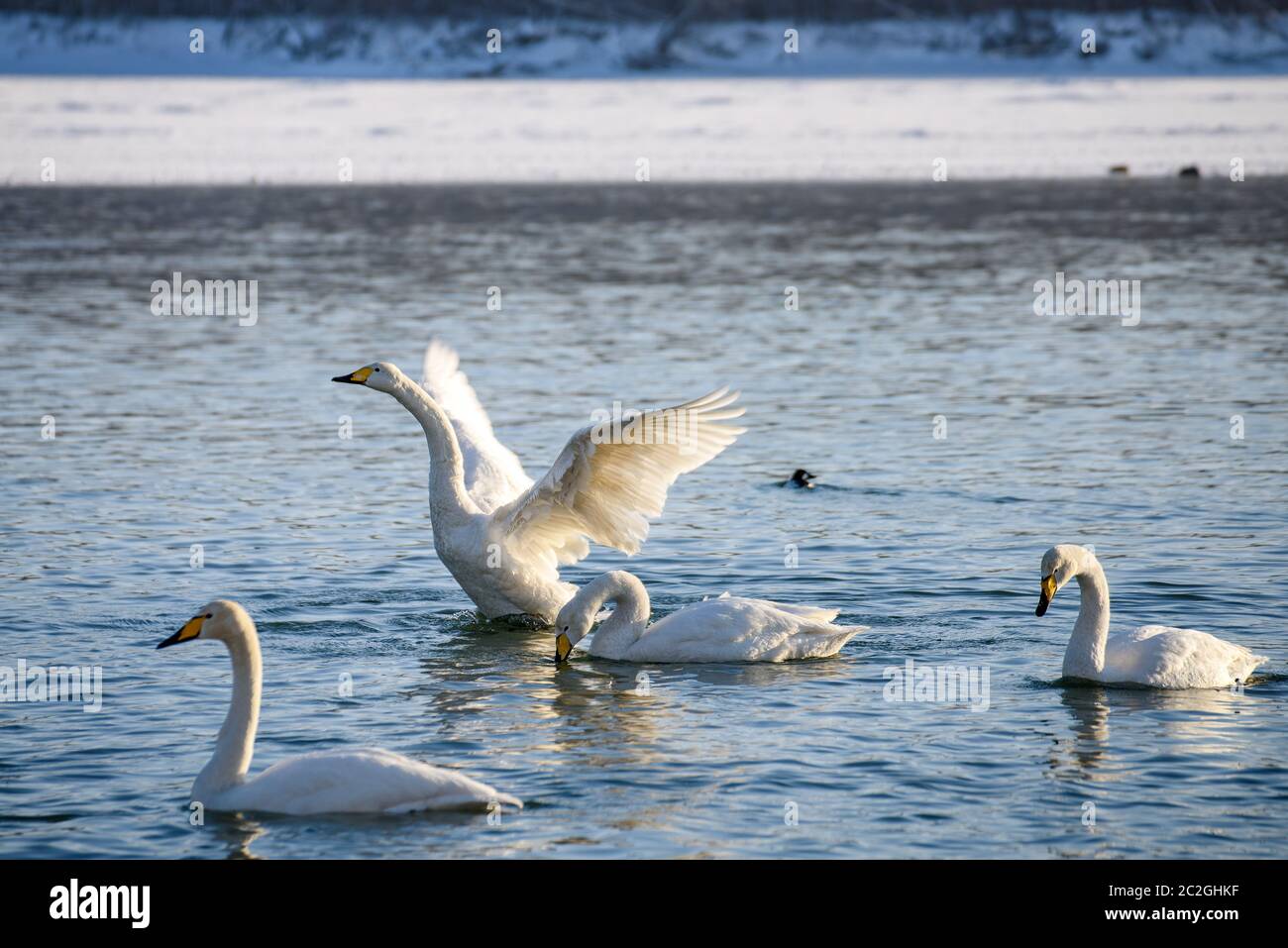 Weiße Schwäne im Winter an einem nicht-eisigen Fluss an einem sonnigen Tag Stockfoto
