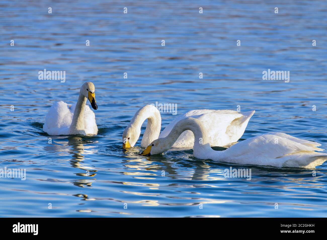 Weiße Schwäne im Winter an einem nicht-eisigen Fluss an einem sonnigen Tag Stockfoto