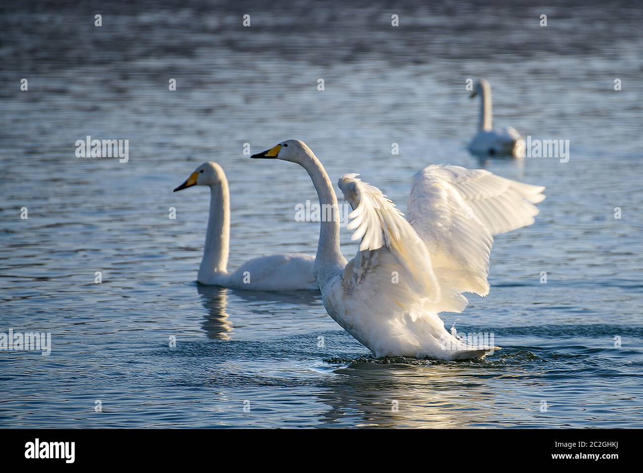 Weiße Schwäne im Winter an einem nicht-eisigen Fluss an einem sonnigen Tag Stockfoto