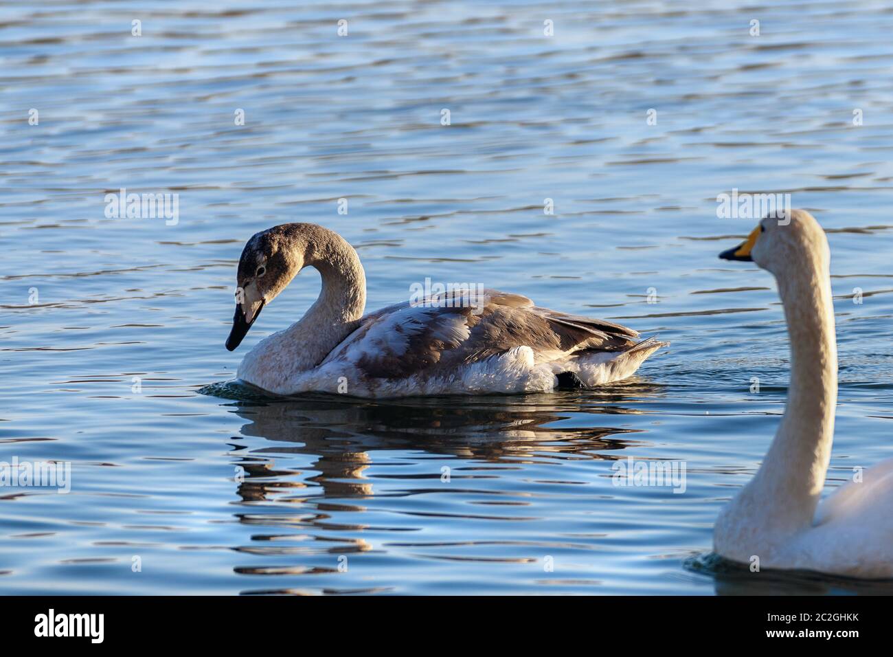Weiße Schwäne im Winter an einem nicht-eisigen Fluss an einem sonnigen Tag Stockfoto