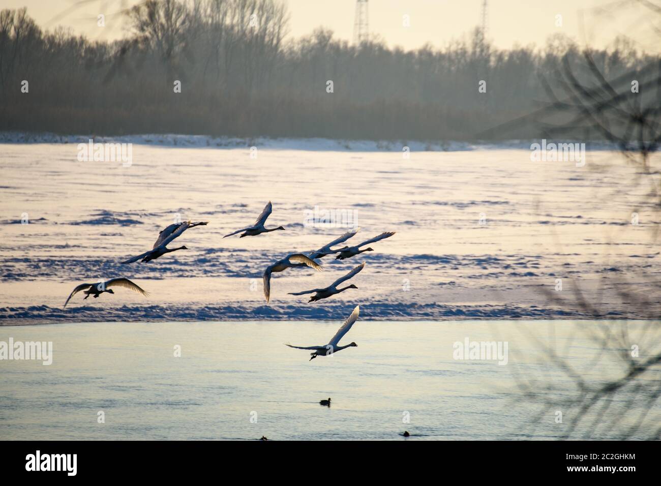 Weiße Schwäne im Winter an einem nicht-eisigen Fluss an einem sonnigen Tag Stockfoto