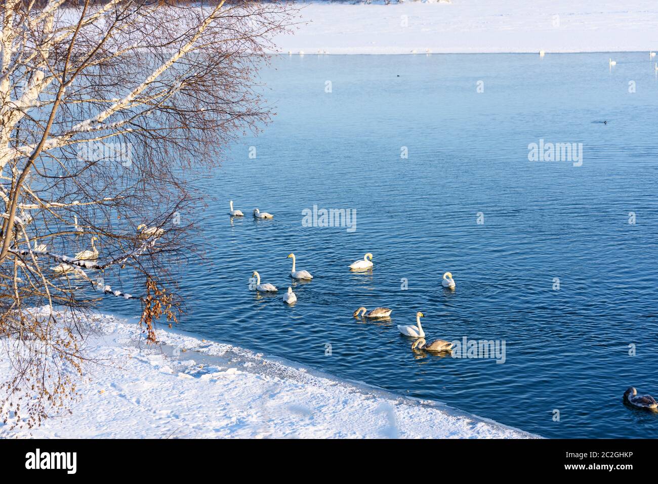 Weiße Schwäne im Winter an einem nicht-eisigen Fluss an einem sonnigen Tag Stockfoto