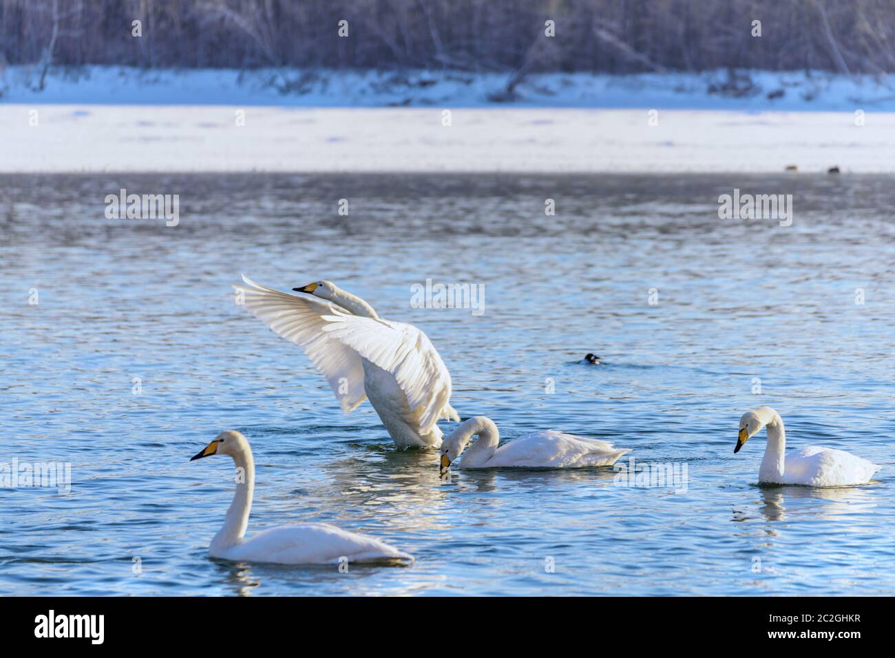 Weiße Schwäne im Winter an einem nicht-eisigen Fluss an einem sonnigen Tag Stockfoto