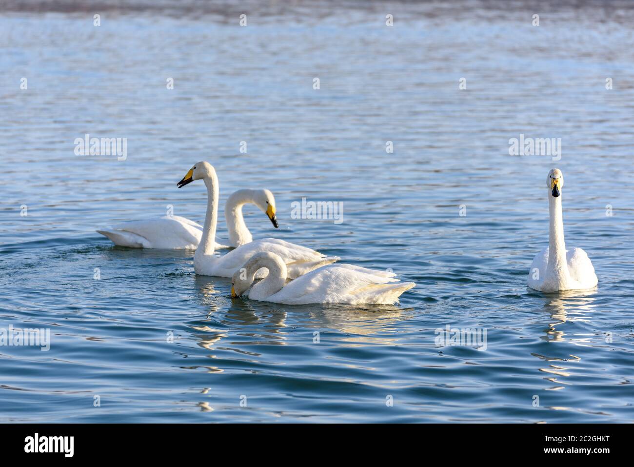 Weiße Schwäne im Winter an einem nicht-eisigen Fluss an einem sonnigen Tag Stockfoto