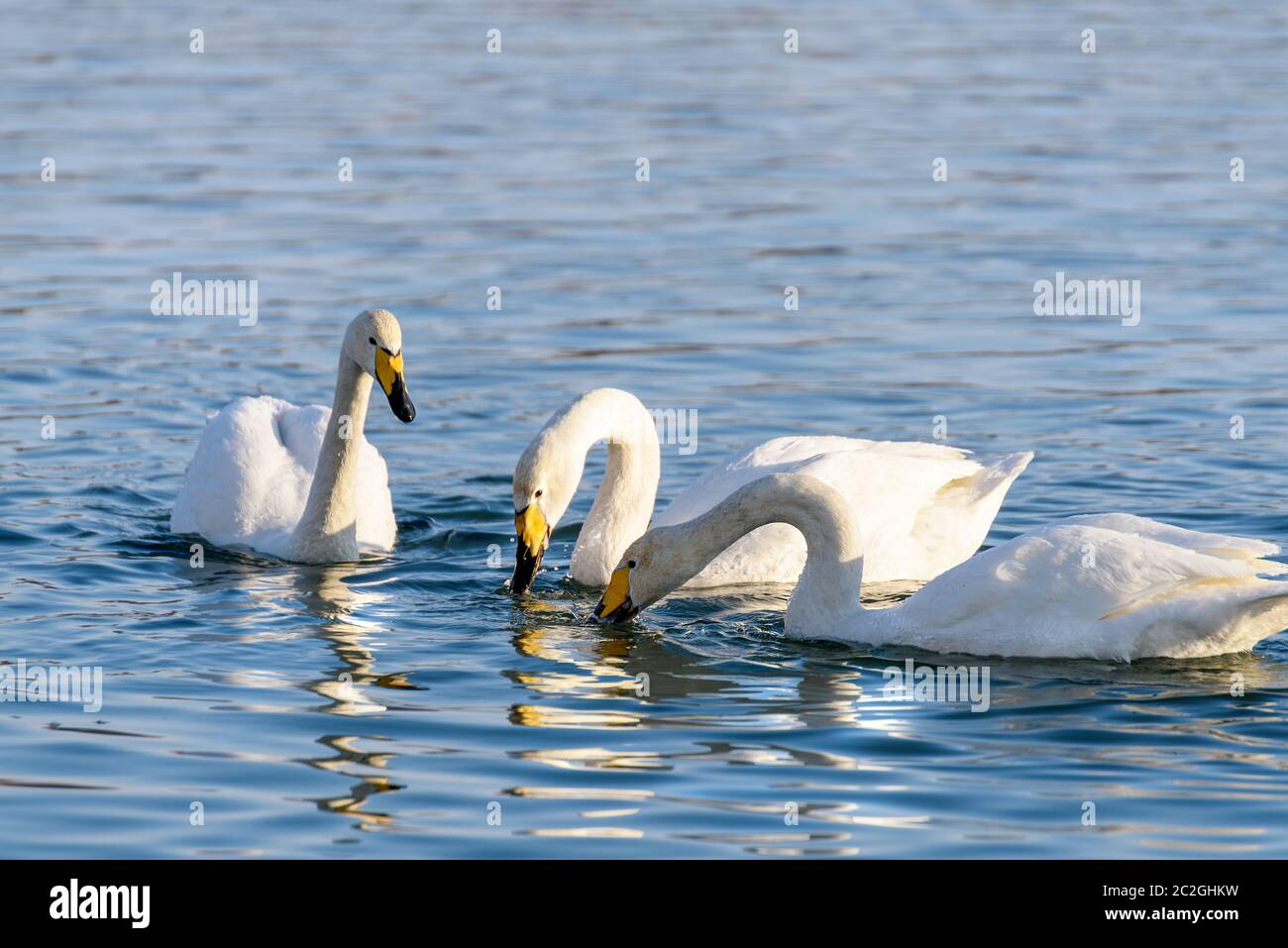 Weiße Schwäne im Winter an einem nicht-eisigen Fluss an einem sonnigen Tag Stockfoto