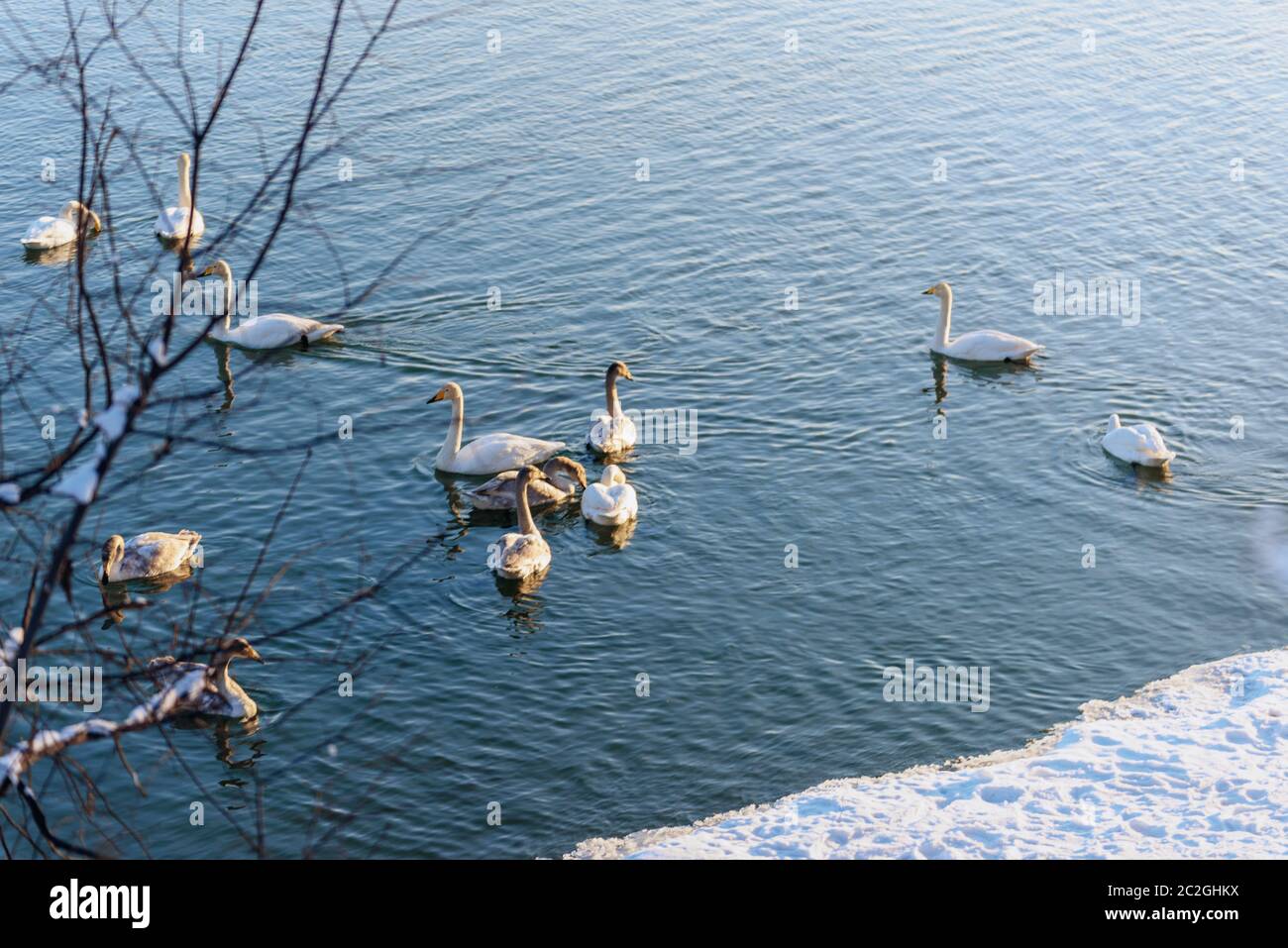Weiße Schwäne im Winter an einem nicht-eisigen Fluss an einem sonnigen Tag Stockfoto