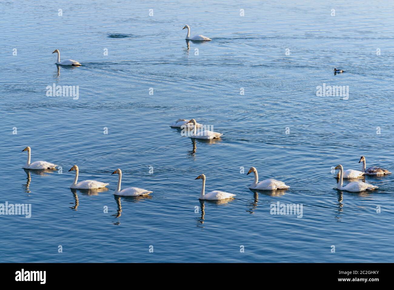 Weiße Schwäne im Winter an einem nicht-eisigen Fluss an einem sonnigen Tag Stockfoto