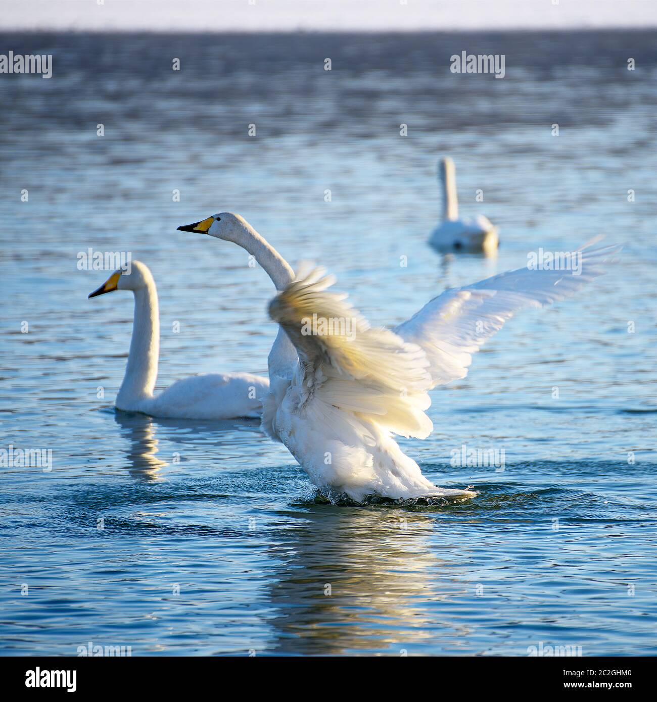 Weiße Schwäne im Winter an einem nicht-eisigen Fluss an einem sonnigen Tag Stockfoto