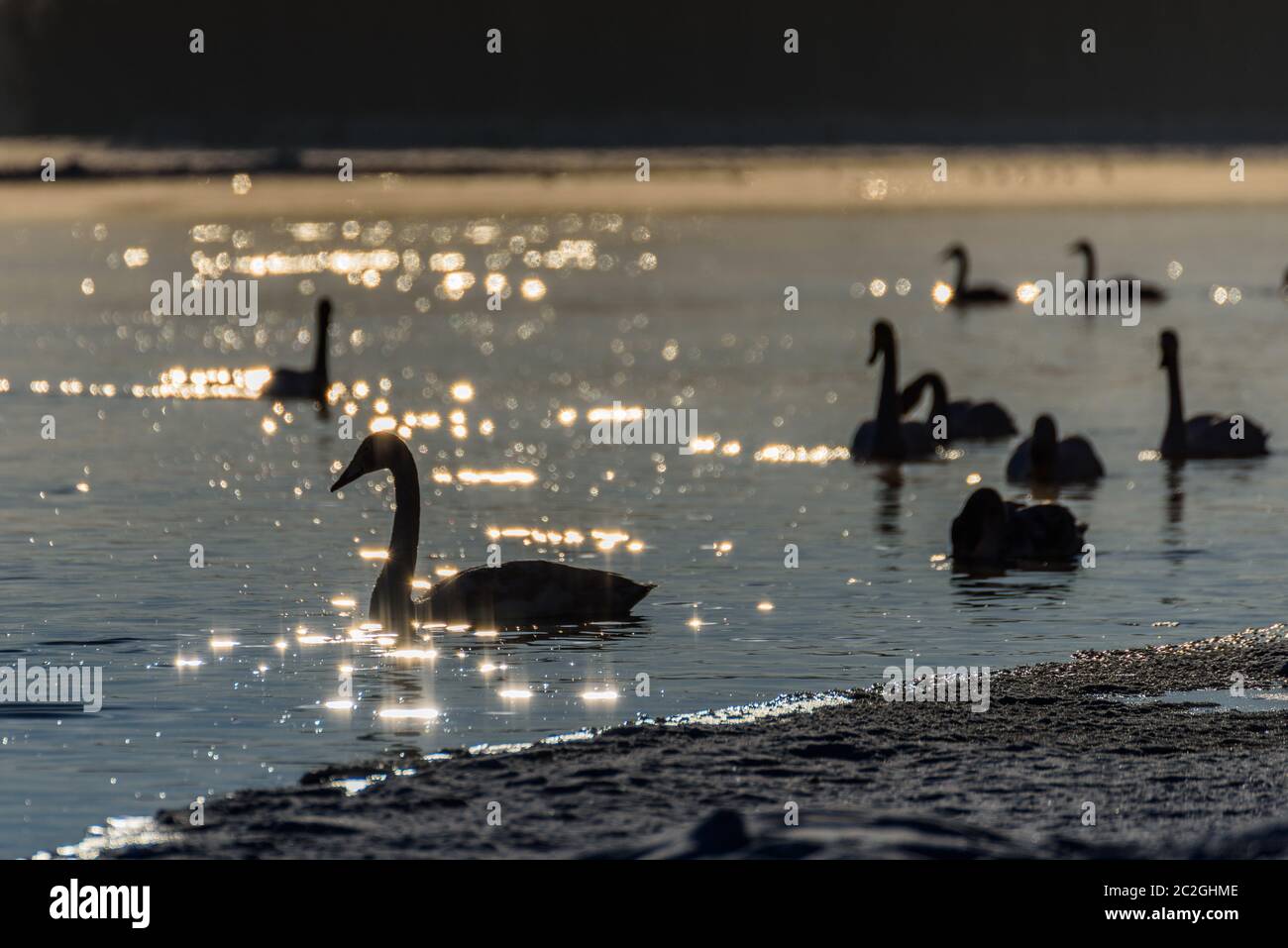Weiße Schwäne im Winter an einem nicht-eisigen Fluss an einem sonnigen Tag Stockfoto