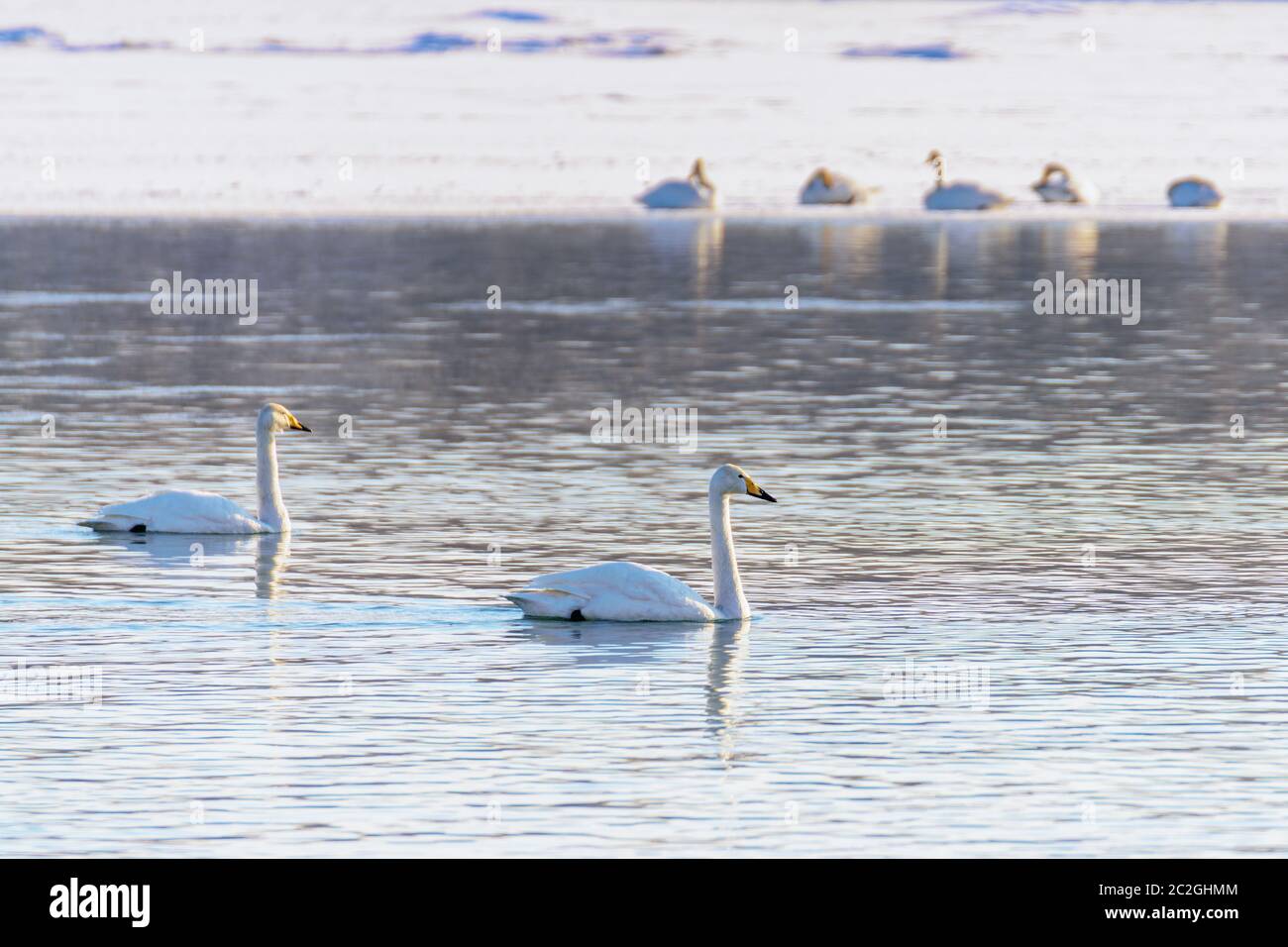 Weiße Schwäne im Winter an einem nicht-eisigen Fluss an einem sonnigen Tag Stockfoto