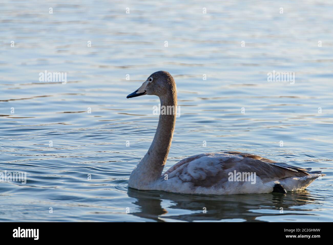 Weiße Schwäne im Winter an einem nicht-eisigen Fluss an einem sonnigen Tag Stockfoto