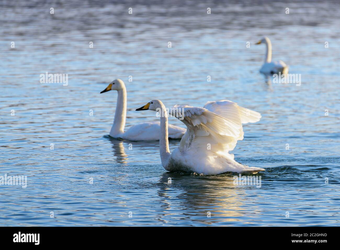 Weiße Schwäne im Winter an einem nicht-eisigen Fluss an einem sonnigen Tag Stockfoto