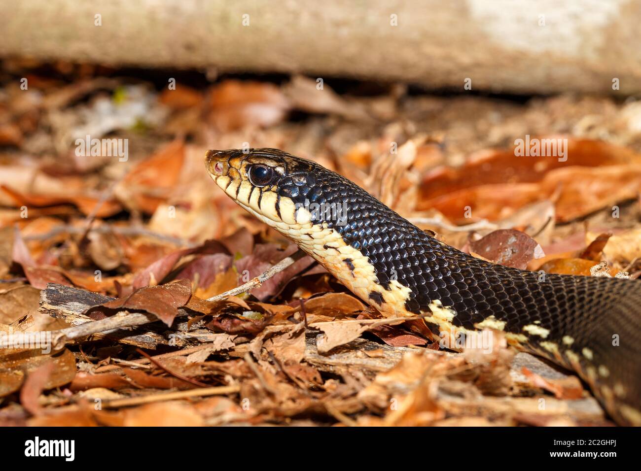 Jagd Madagaskars riesigen hognose Snake, Leioheterodon madagascariensis in Ankarafantsika Nationalpark, Madagascar Wildlife, Afrika Stockfoto