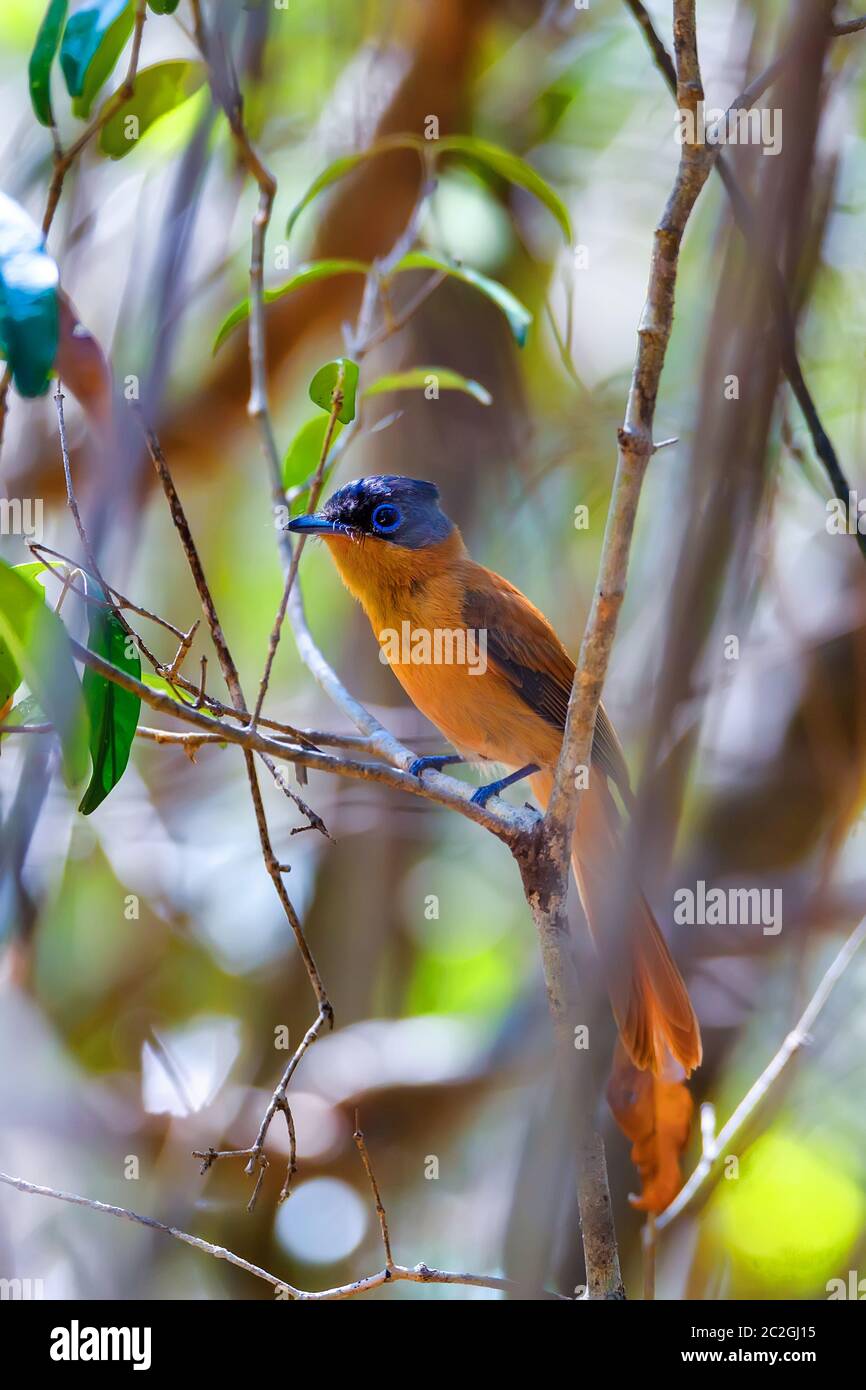 Schöne Madagaskar Vogel, Paradies - Fliegenfänger, Terpsiphone mutata. Ankarafantsika Nationalpark, Madagascar Wildlife und Wildnis, Arica Stockfoto