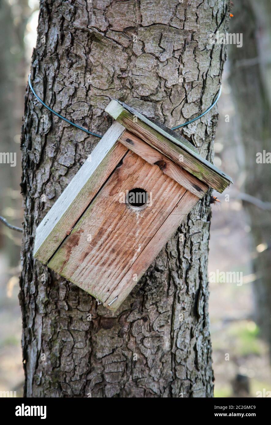 An einem Baumstamm hängt ein Nestingkasten Stockfoto