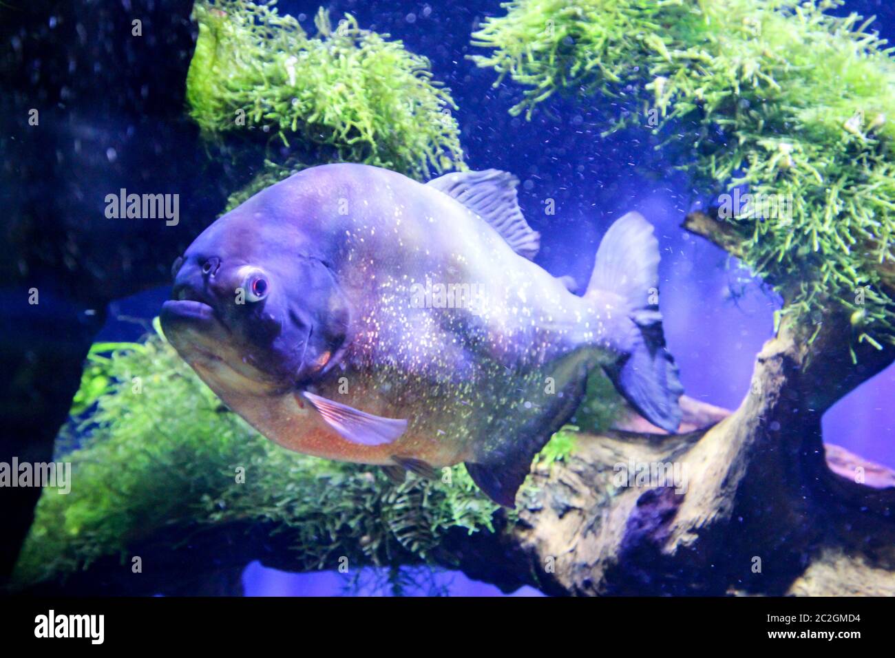 Ein Piranha im Fluss Stockfoto